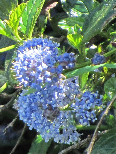 Fleurs de Céanothe prostrée