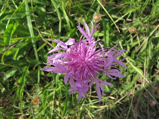 Centauree