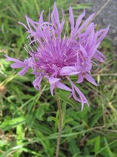 Centaurée