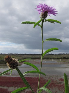 Centaurea