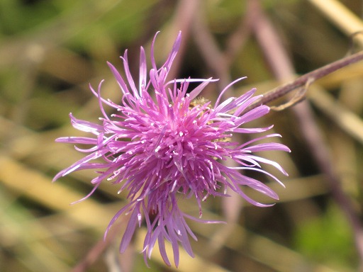 Fleur de Centauree