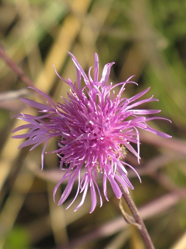 Fleur de Centaurée