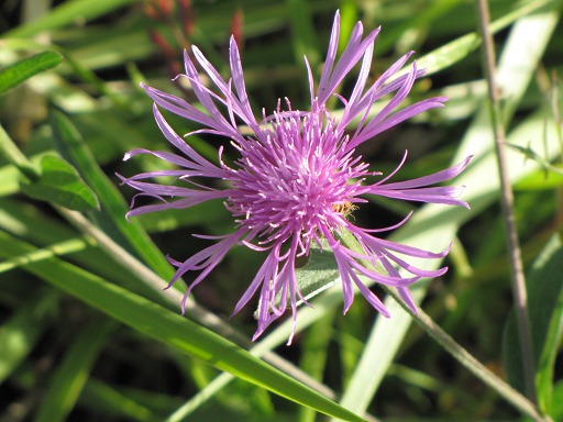 Fleur de Centaurée
