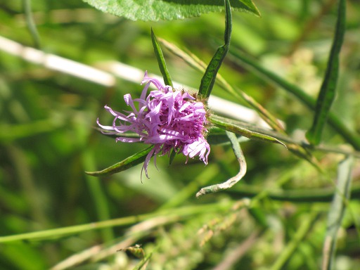 Centaurea