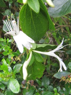 Fleur de Chevrefeuille