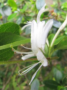 Fleur de Camérisier