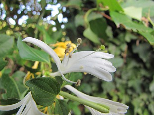 Chevrefeuille