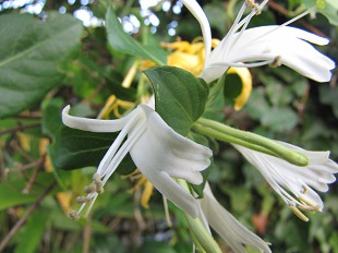 Camérisier