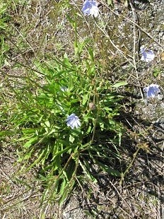 Cichorum intybus