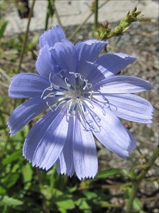 Chicorée sauvage