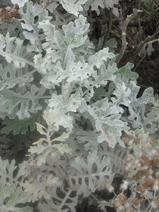 Feuilles de Chou marin