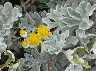 Fleurs de Chou marin