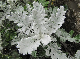 Feuilles de Chou marin