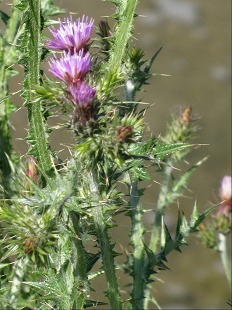 Fleur de Cirse des Champs