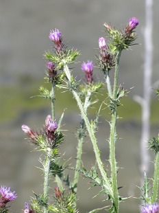 Fleurs de Cirse des Champs