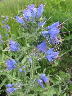 Cléome