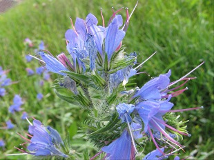 Fleur de Cléome