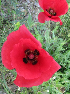 Coquelicots