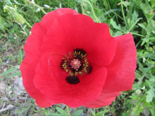 Coquelicot