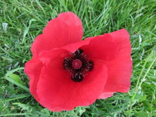 Coquelicot