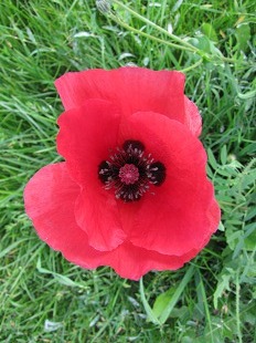 Fleur de Coquelicot