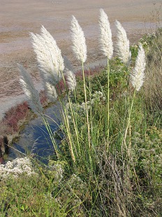 Cortaderia