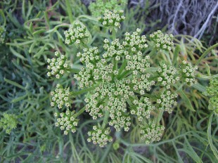 Fleurs de Criste Marine