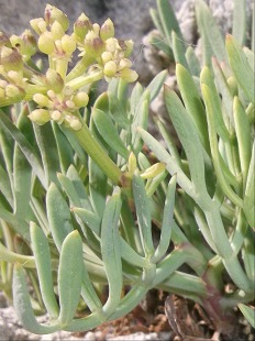 Fleurs de Criste Marine