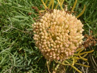 Fleur de Criste Marine