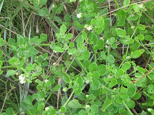 Cucubale