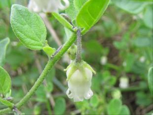 Cucubale
