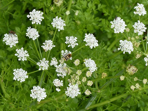 Fleur de Cumin des prs