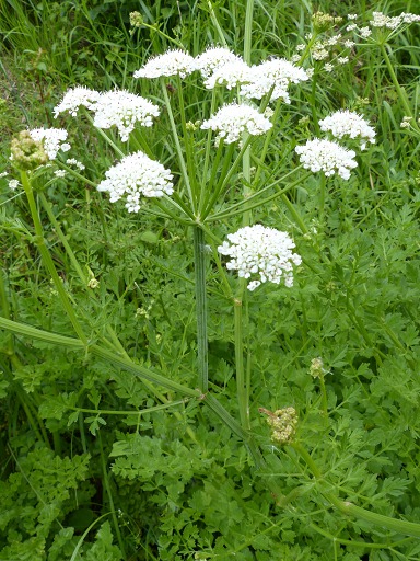 Fleurs de Cumin des prs