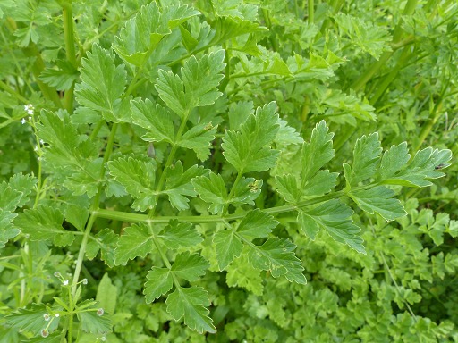Feuille de Cumin des prs