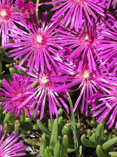 Delosperma cooperi