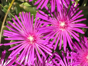 Massif de Delosperma