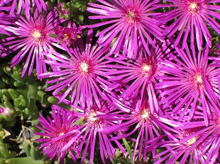 Delosperma