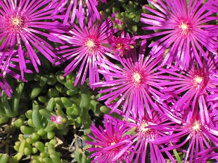 Delosperma