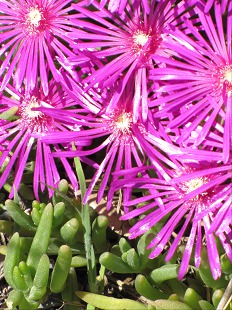 Delosperma