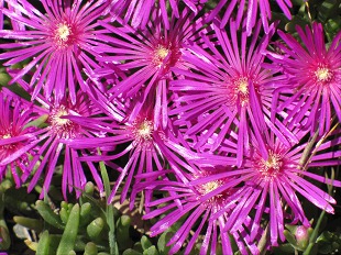 Delosperma cooperi