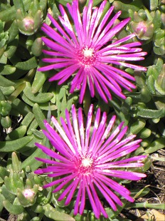 Délosperma