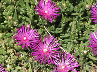 Delosperma