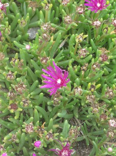 Fleur de Delosperma