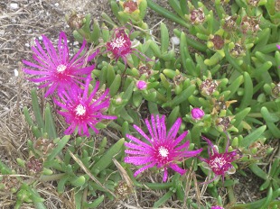 Delosperma