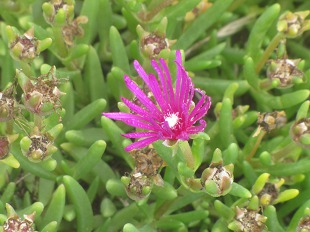 Fleur de Delosperma