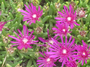 Delosperma