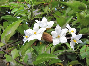 Fleur de Dentelaire