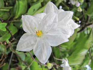 Fleur blanche de Dentelaire