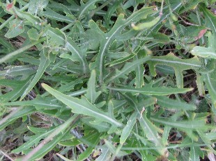 Feuilles de Diplotaxe vulgaire