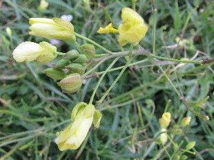 Diplotaxe vulgaire